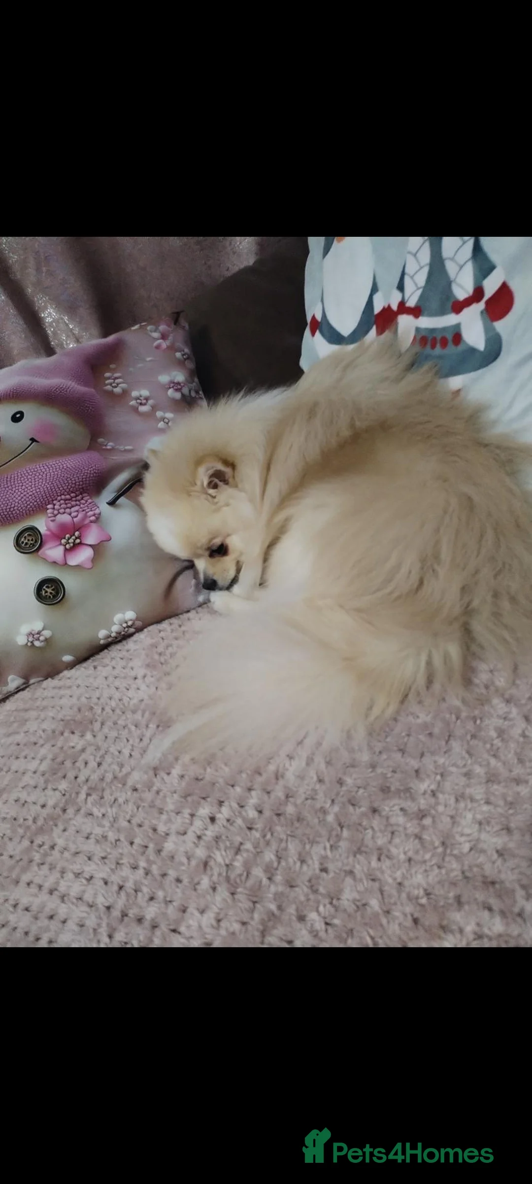 Pomeranian dogs for stud: Pomeranian  **  STUD ONLY! in London - Advert 11