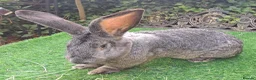 Continental Giant rabbits for sale: Super Stars  Stud Service -Beautiful PROVEN Bucks  - Advert 8