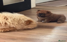 Chow Chow dogs for sale: Chow chow puppy red  - Image 4