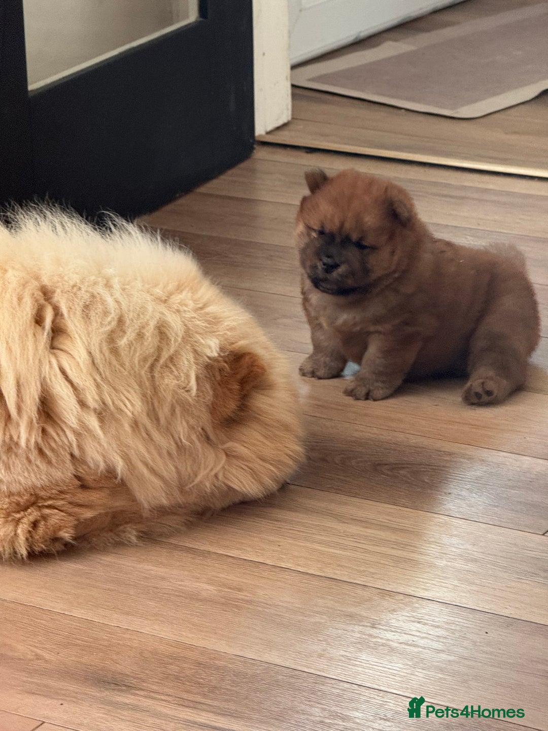Chow Chow dogs for sale: Chow chow puppy red  - Image 4