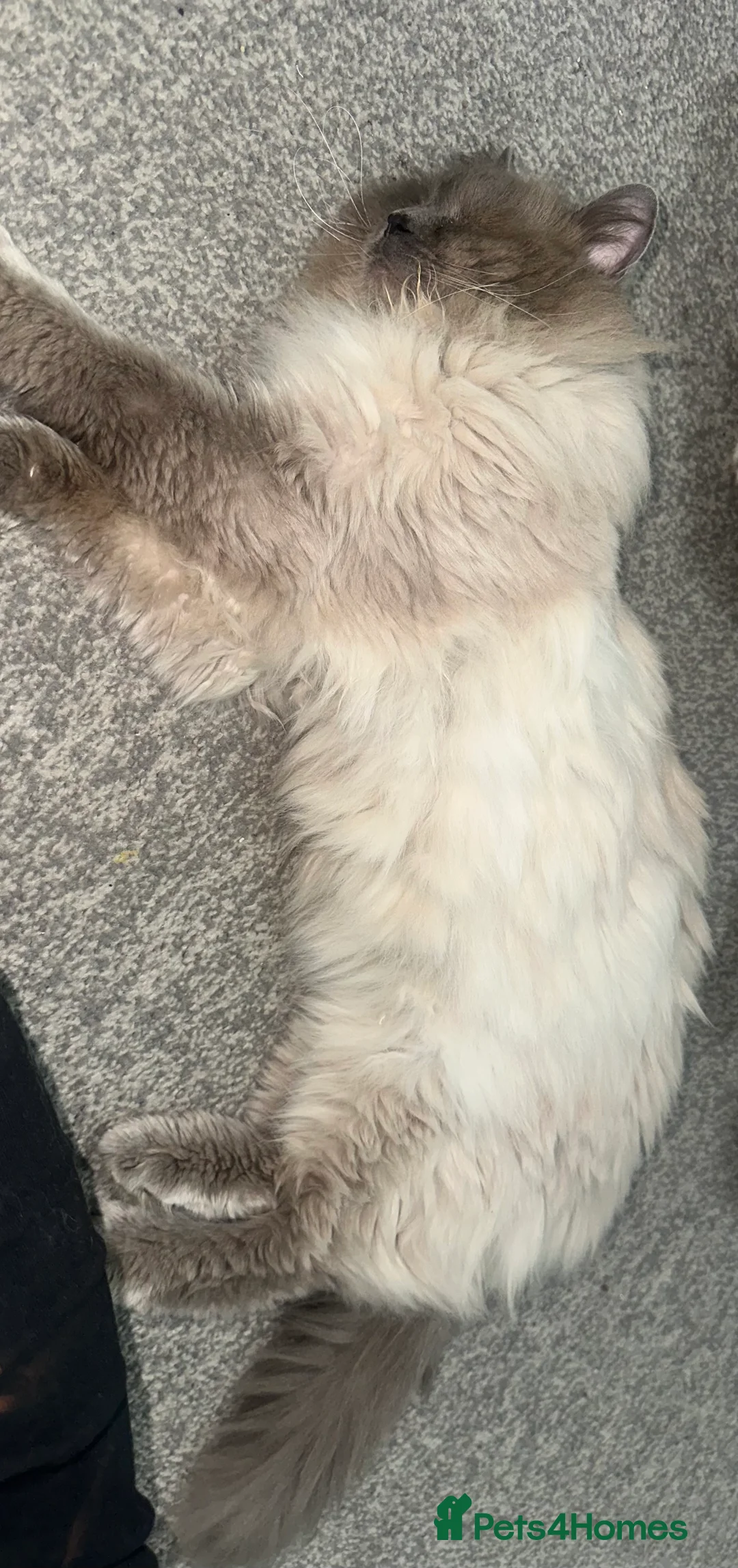 Ragdoll cats for stud: Blue Point Ragdoll STUD - Advert 5