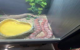 Corn Snake reptiles for sale: Corn snake with viv and full setup - Image 3