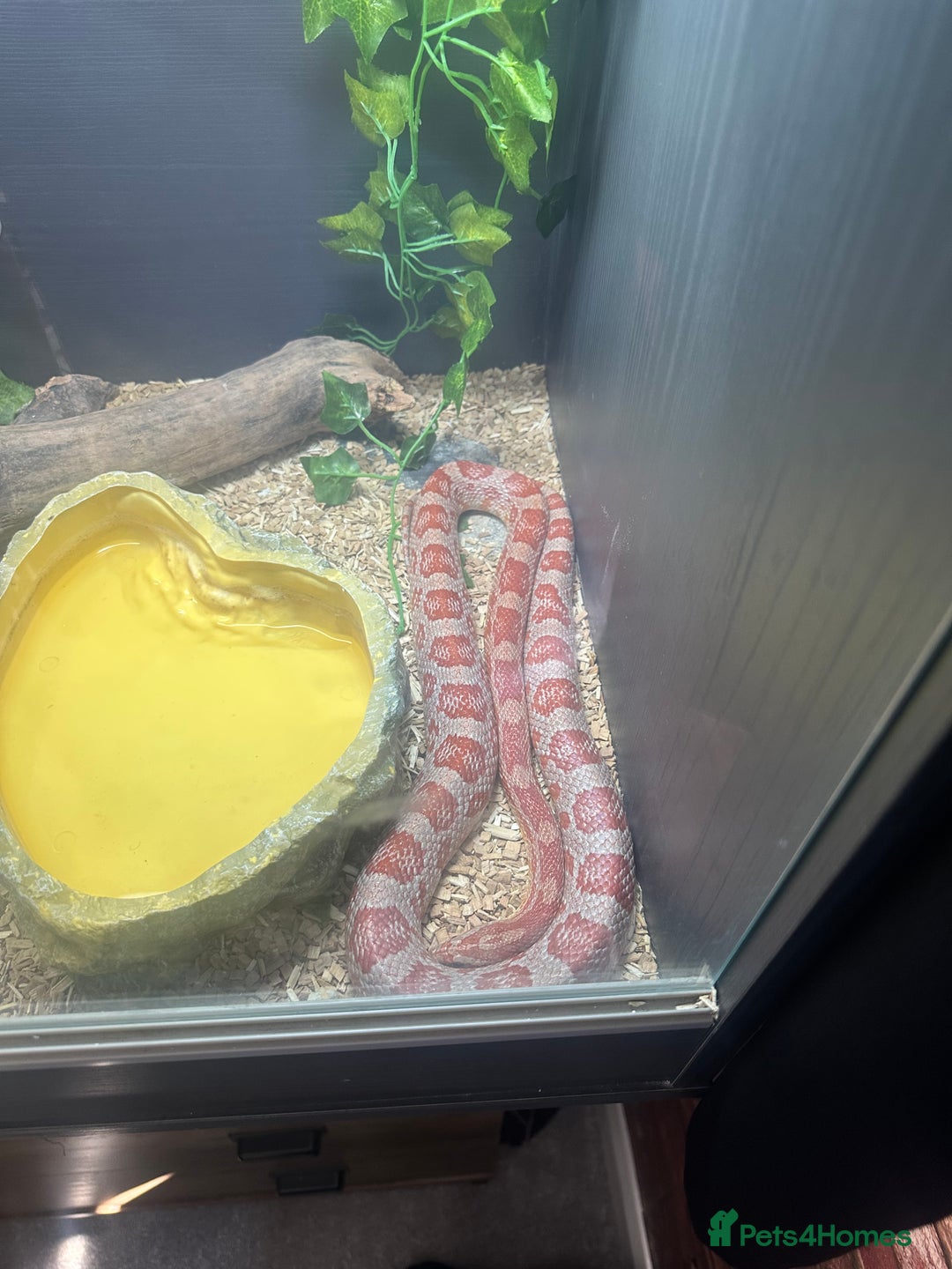 Corn Snake reptiles for sale: Corn snake with viv and full setup - Image 3