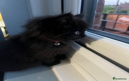 RagaMuffin cats for sale: Ragamuffin kittens  - Image 14