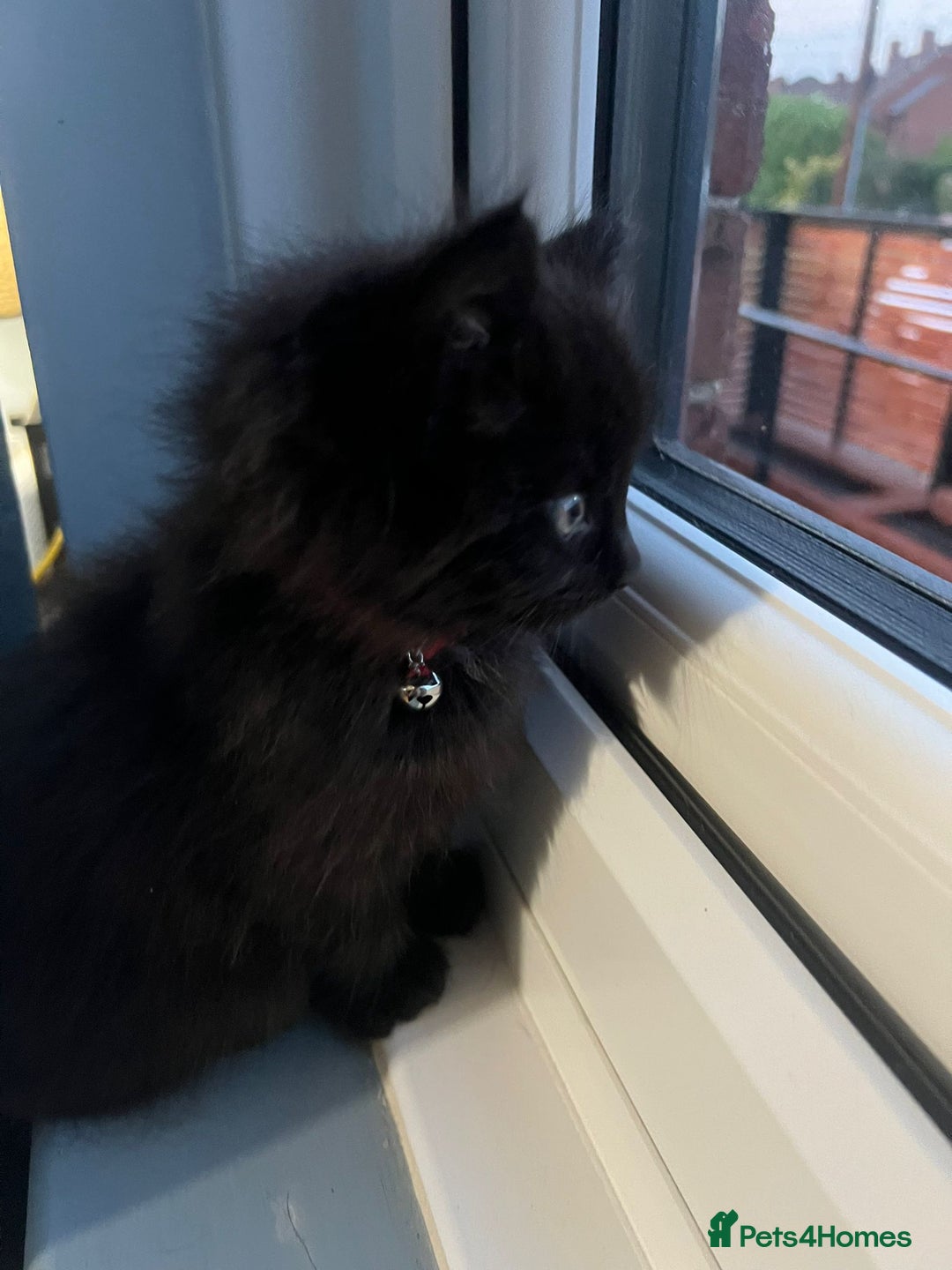 RagaMuffin cats for sale: Ragamuffin kittens  - Image 14