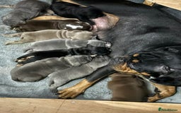 Olde English Bulldogge dogs for sale: 4 x Olde English Bulldogge Girls - For Sale - Image 1