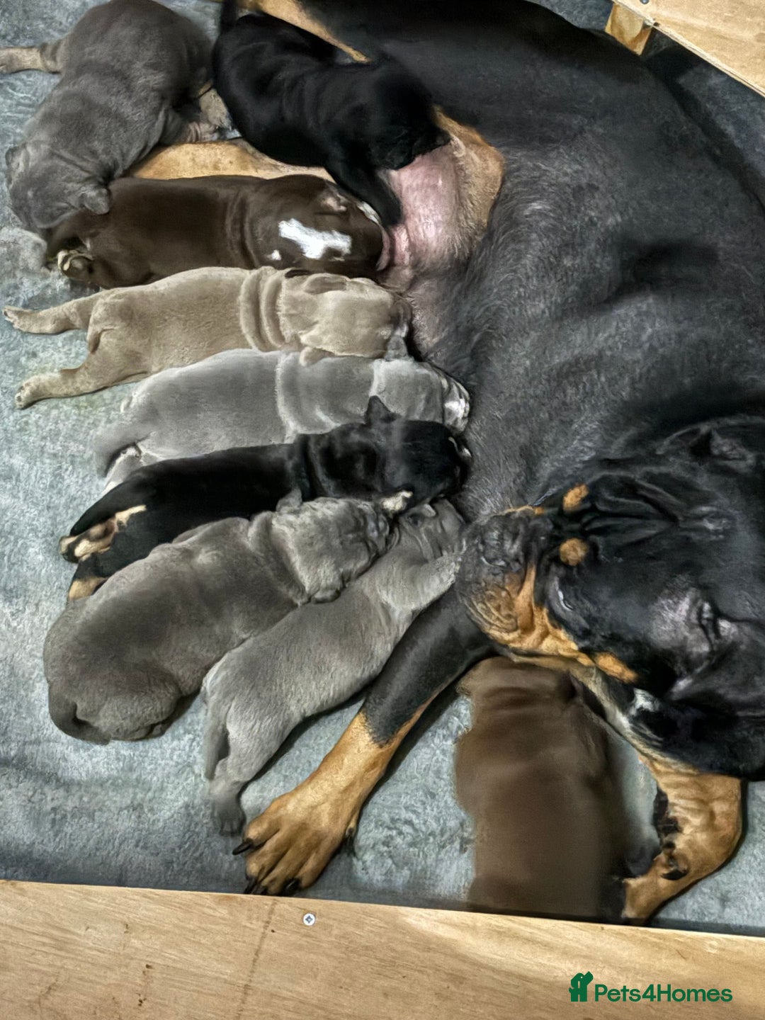 Olde English Bulldogge dogs for sale: 4 x Olde English Bulldogge Girls - For Sale - Image 1