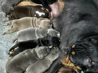 Olde English Bulldogge dogs Olde English Bulldogge (2x Girls 1x Boy)- For Sale - Advert 5