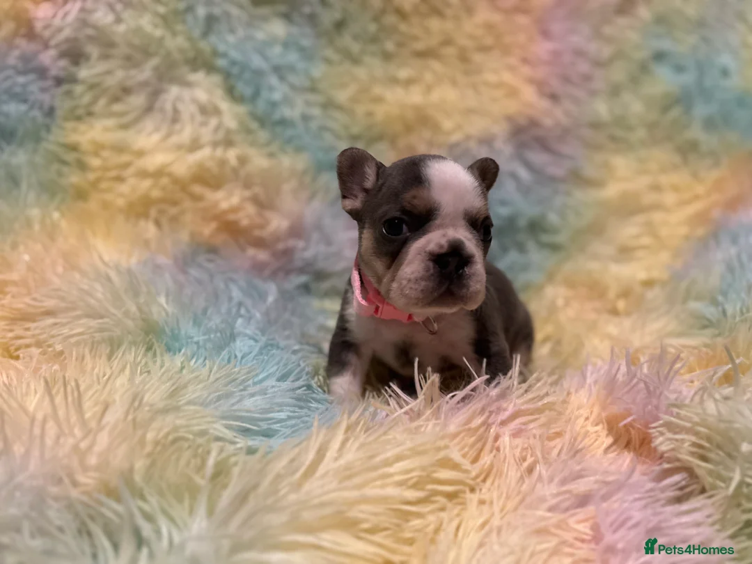 French Bulldog dogs for sale: LAST MALE LEFT beautiful KC reg French Bulldog - Advert 26