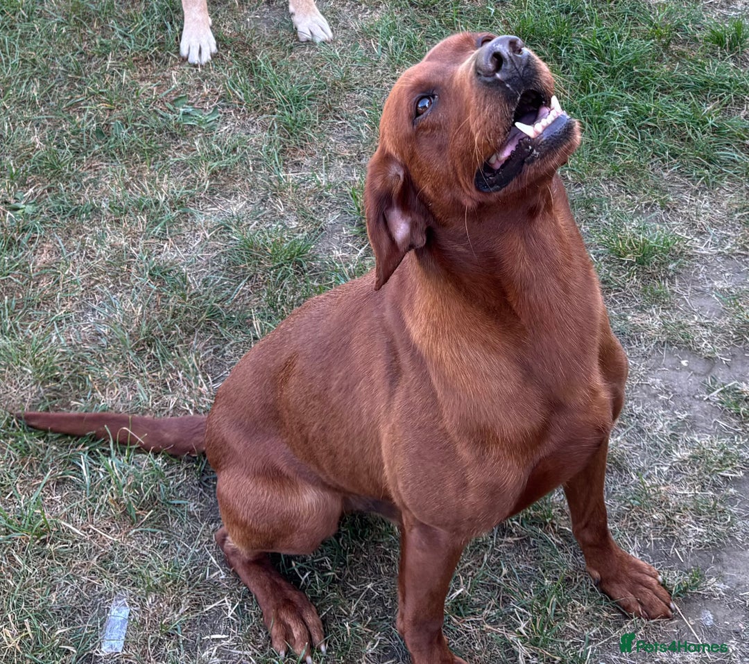 Labrador Retriever dogs for stud: Stunning Dark Red KC Reg Labrador  - Advert 8
