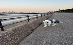 Old English Sheepdog dogs for stud: 2 Yr old old English for stud  - Image 4