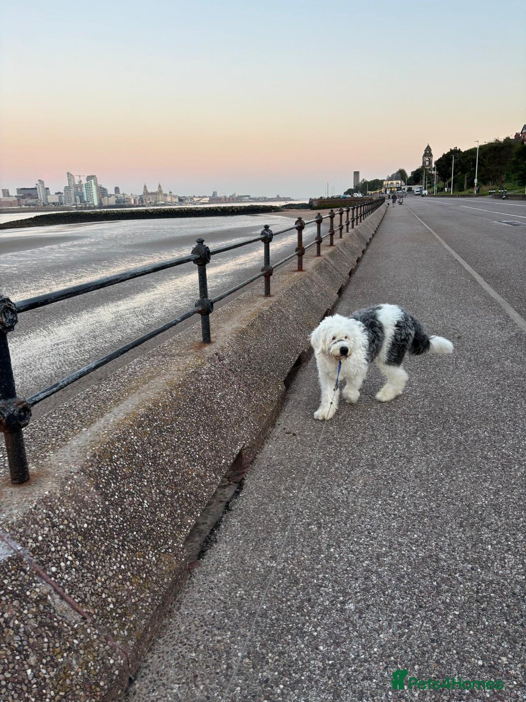 Old English Sheepdog dogs for stud: 2 Yr old old English for stud  - Image 4