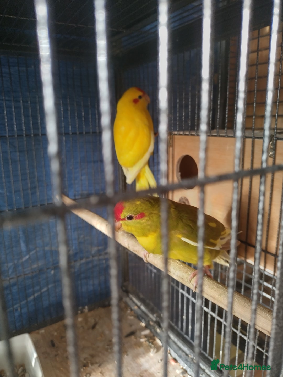 Parakeets birds for sale: For sale  - Image 11