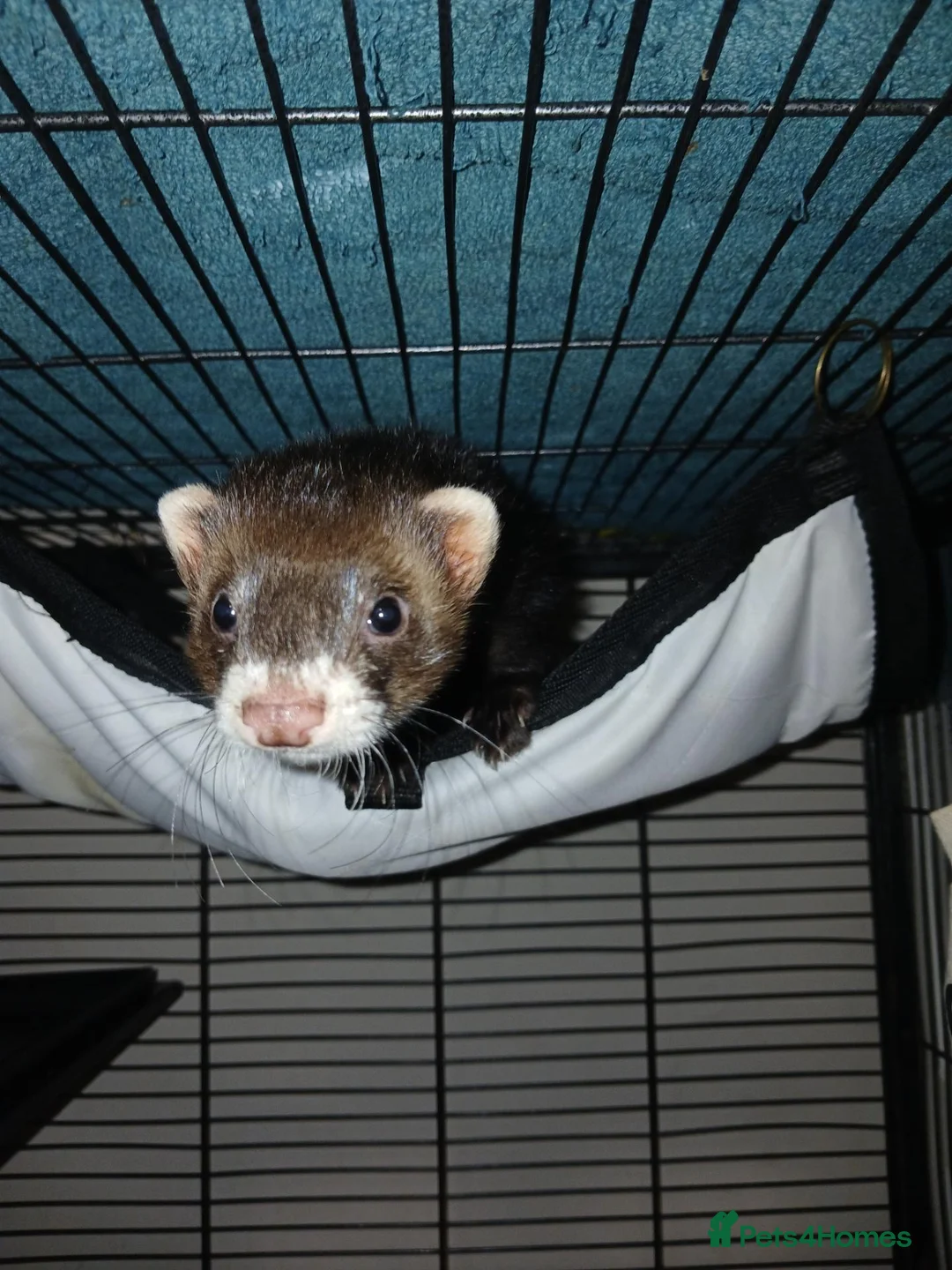 Ferret rodents for sale: Two hobs, up to reasonable price offers in Wolverhampton - Advert 6