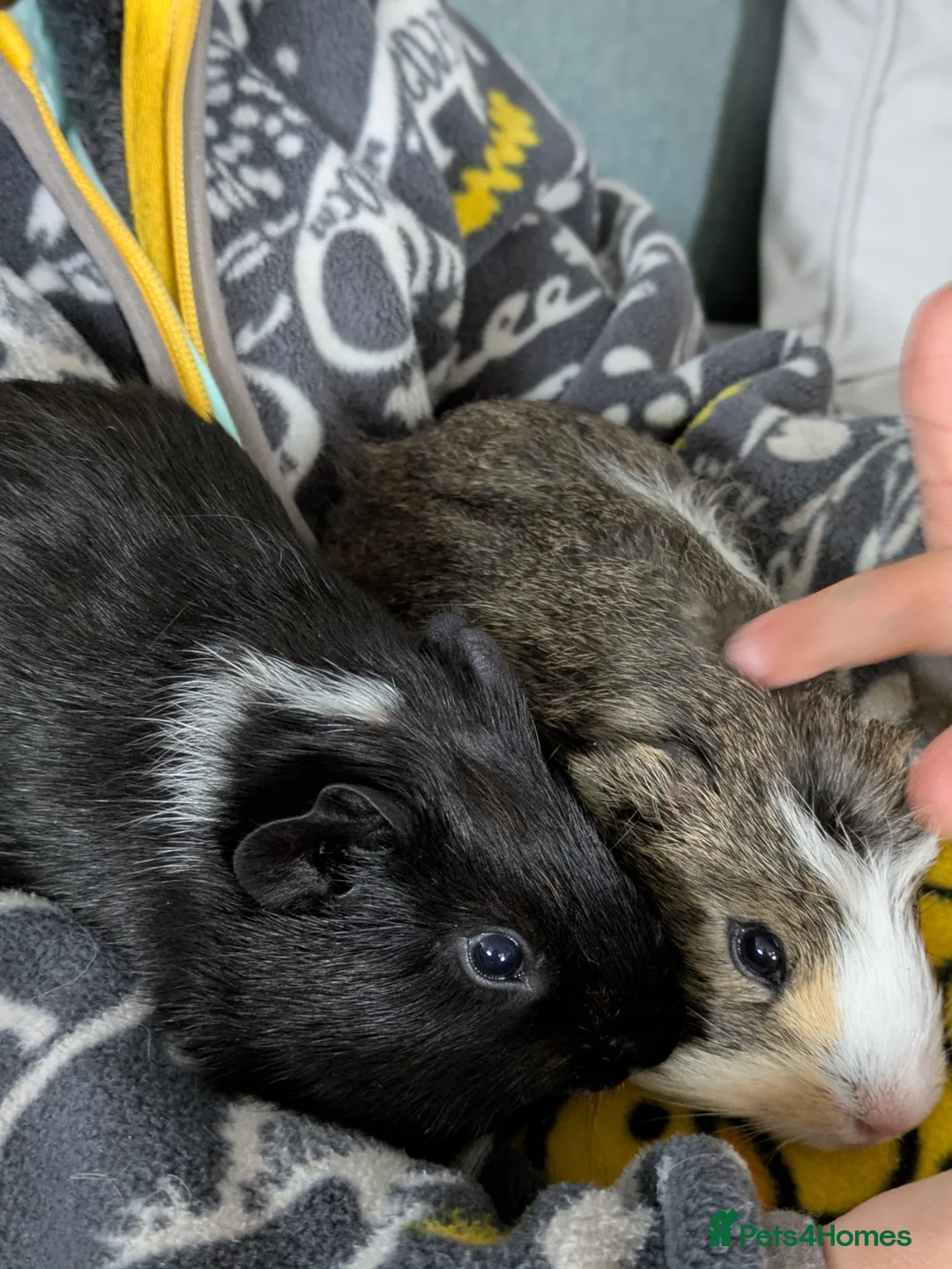 Guinea Pig rodents for sale: Pair of bonded baby boys  - Advert 6