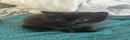 Domestic Shorthair cats for sale: White and black kittens (Currently 1 month) in Croydon - Advert 15