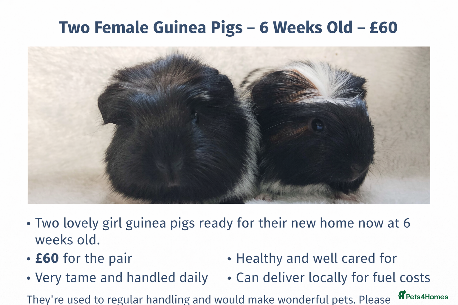 Guinea Pig rodents Delivery available cornet sister guinea pigs ready - Advert 11
