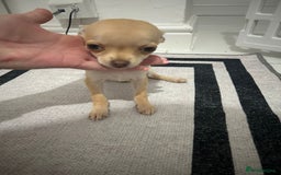 Chihuahua dogs for sale: Miniature chihuahua puppies (champion litter)  - Image 18
