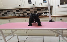 French Bulldog dogs for sale: Champion bred French Bulldog puppies - Image 16