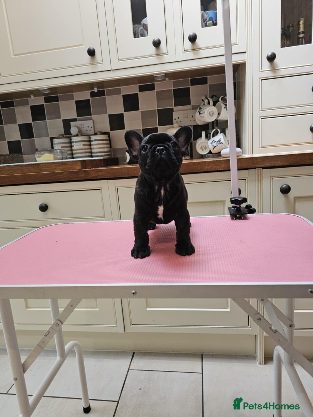French Bulldog dogs for sale: Champion bred French Bulldog puppies - Image 16