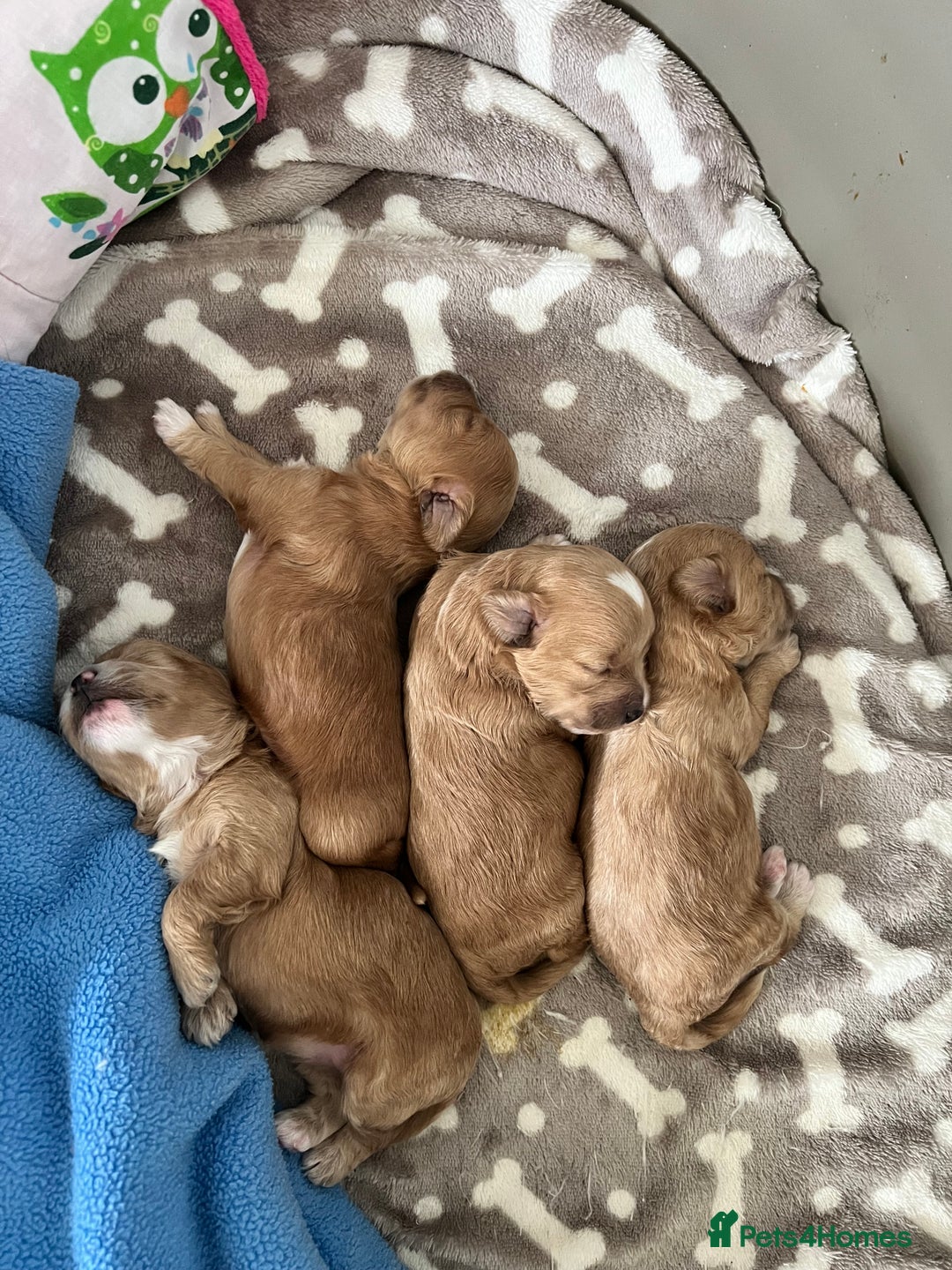 Maltipoo dogs for sale: Beautiful Tiny Maltipoo 3 girls 1 boy  - Image 2