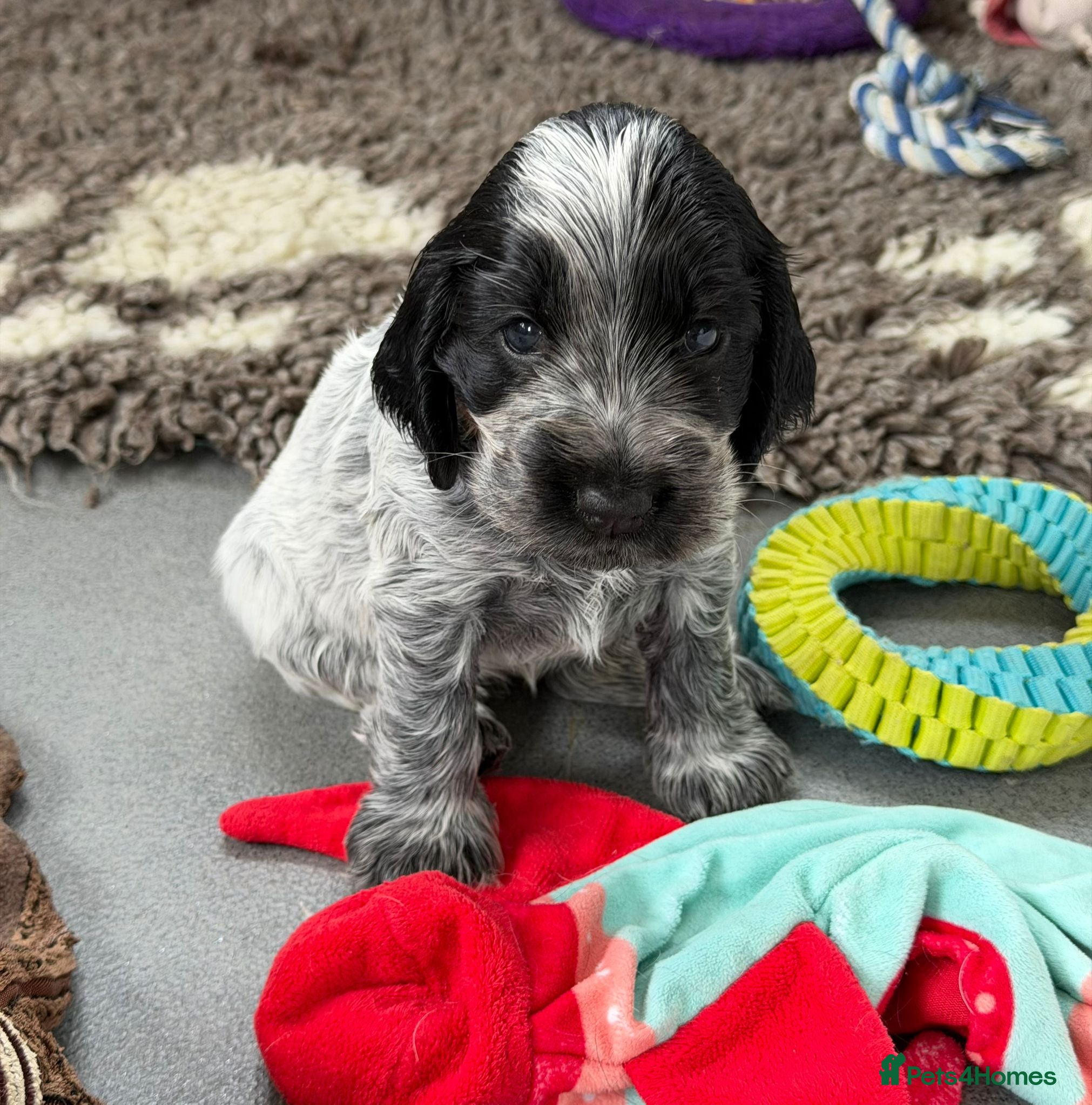 Cocker Spaniel dogs Kc, hip/Elbows, eye, dna clear parents - Advert 2