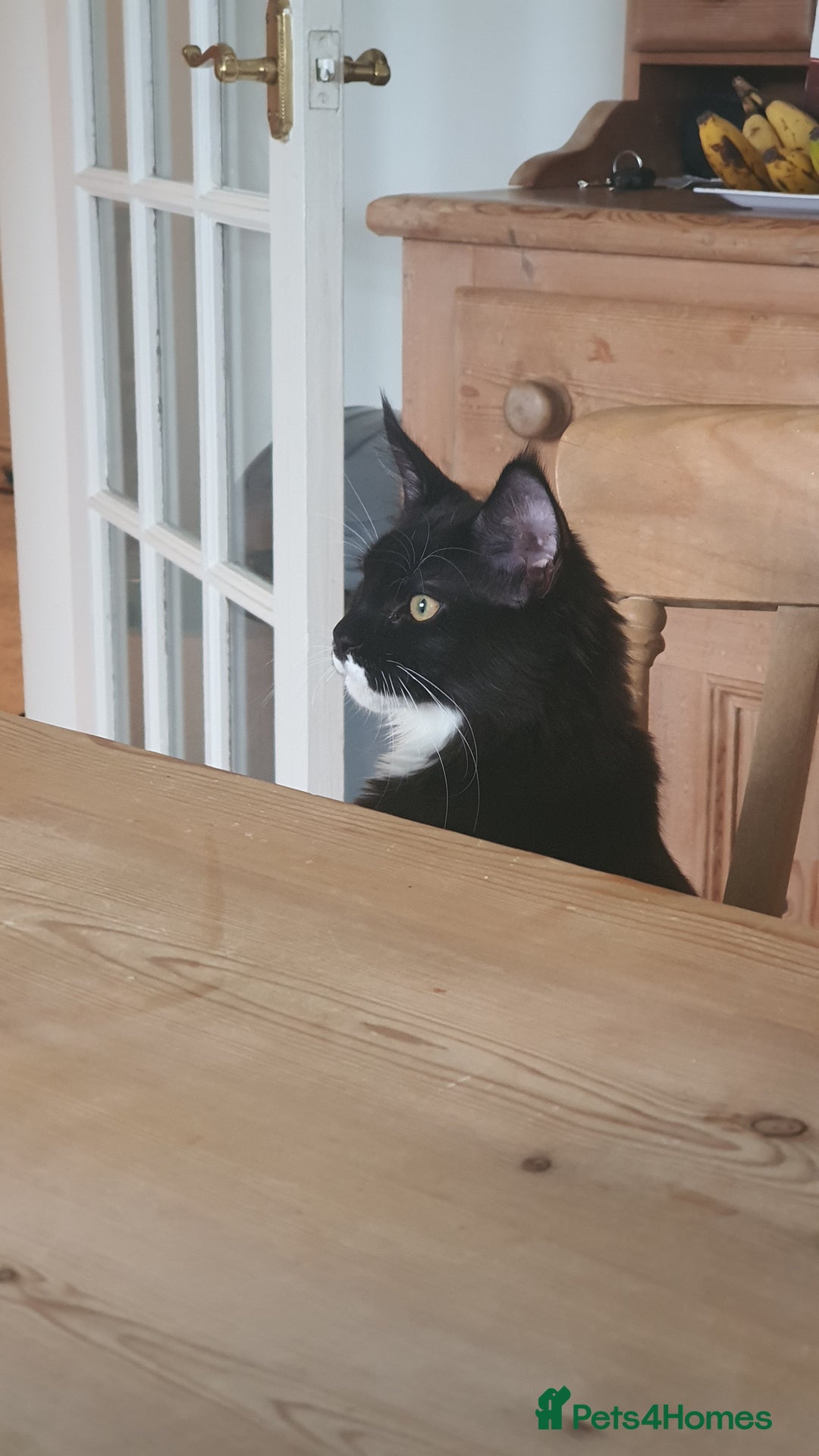 Maine Coon cats for sale: Big Maine Coon Kitten  - Advert 4