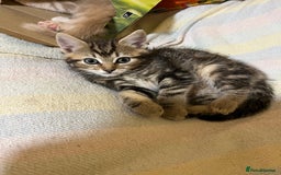 British Shorthair cats for sale: Gorgeous friendly kittens - Image 17