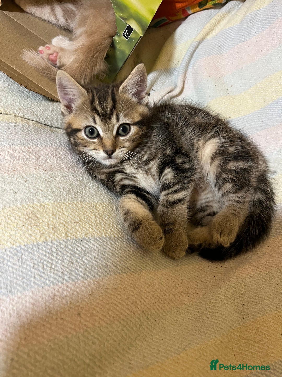 British Shorthair cats for sale: Gorgeous friendly kittens - Image 17