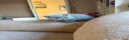 British Shorthair cats for sale: Beautiful British Shorhair Kittens for Sale - Advert 6