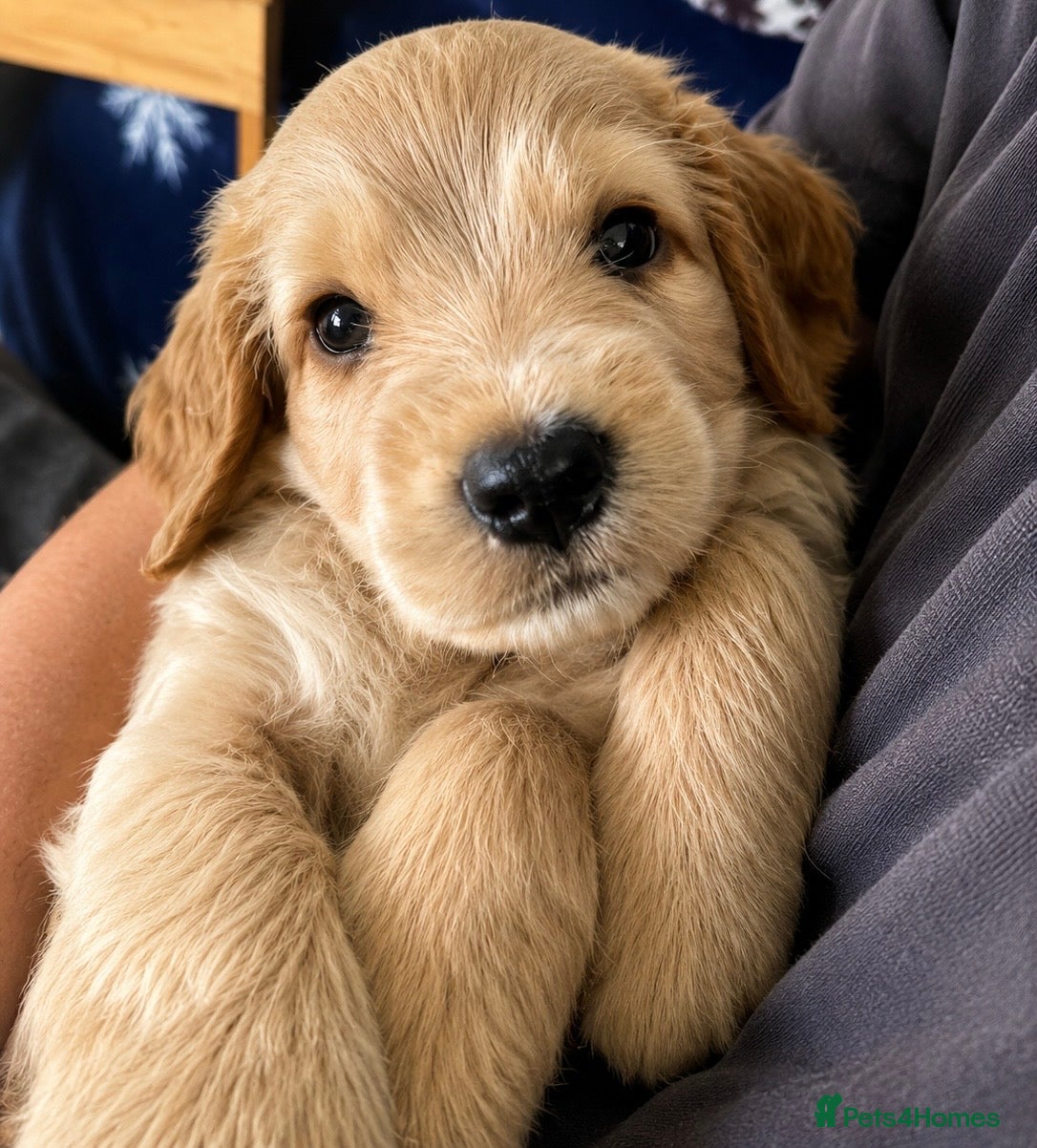 Cocker Spaniel dogs Final 3 KC Golden Show Cocker Spaniel Boy Puppies - Advert 2