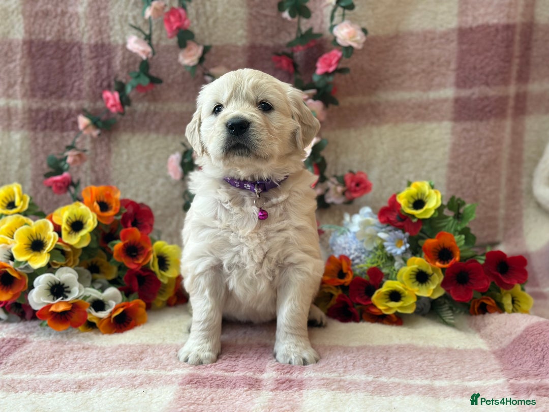 Golden Retriever dogs for sale: Fully health tested clear golden retriever puppies - Image 10