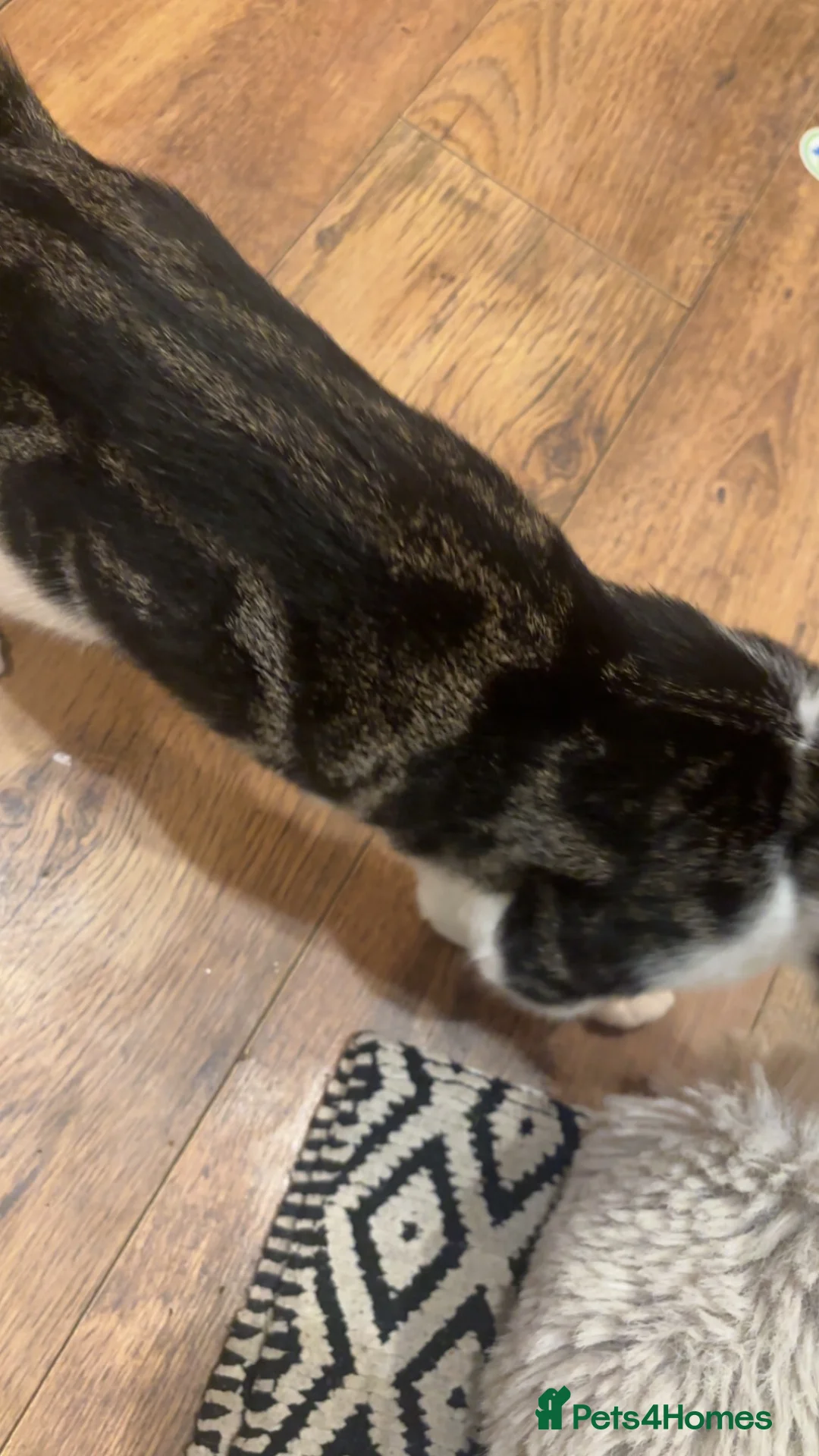 Domestic Shorthair cats for sale: Beautiful Male Domestic Shorthair Kitten in Manchester - Advert 5