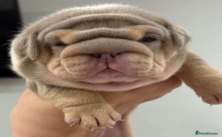 English Bulldog dogs - Advert 7
