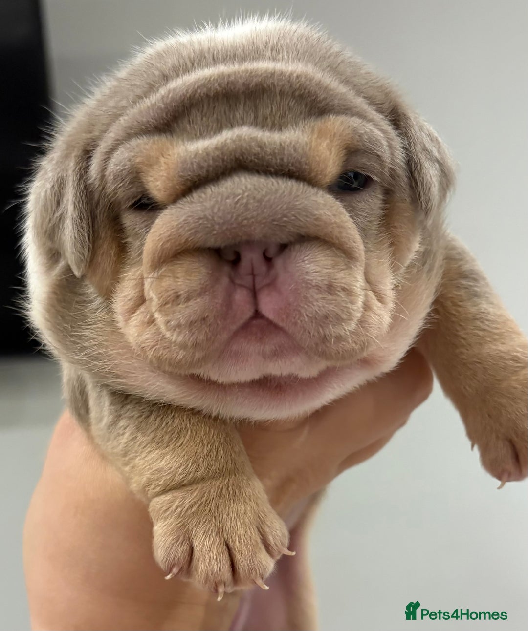 English Bulldog dogs for sale: Kc litter outstanding bloodlines bulldog pups  - Image 1