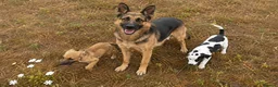 Mixed Breed dogs for sale: Beautiful Collie × German Shepherd  Puppies - Advert 3