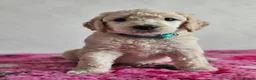 Standard Poodle dogs for sale: 💙Ready Now💙KC Registered Standard Poodle Boys 💙 - Advert 29