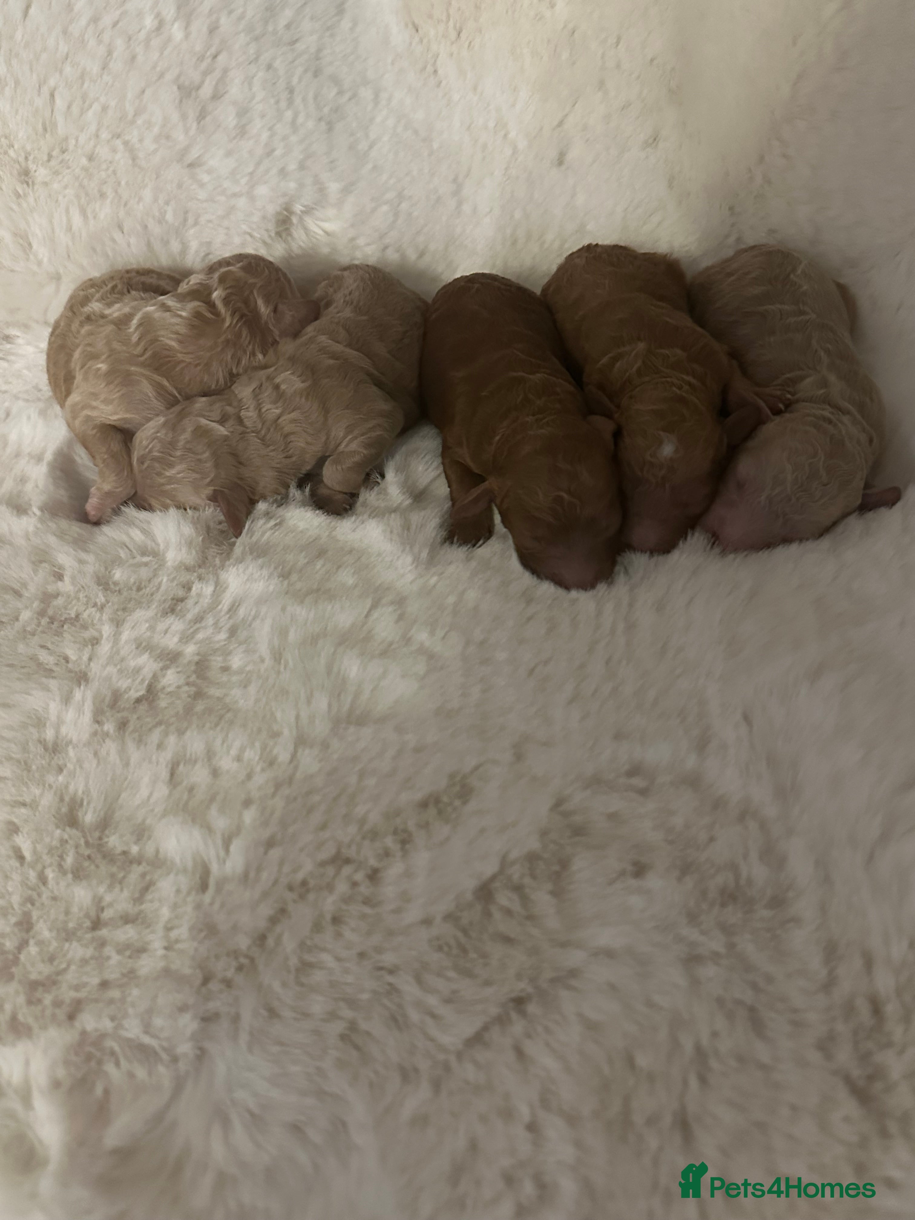 Cockapoo dogs Outstanding litter of cockapoos ❤️⭐️🐾🐾🐾 - Advert 13