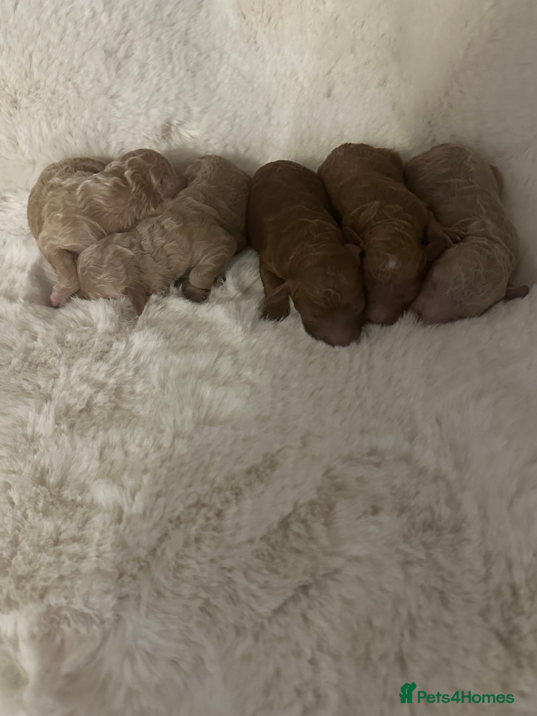 Cockapoo dogs for sale: Stunning litter of true miniature cockapoos ⭐️🐾🐾 - Advert 1
