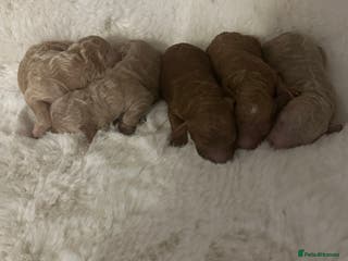 Cockapoo dogs Outstanding litter of cockapoos ❤️⭐️🐾🐾🐾 - Advert 6