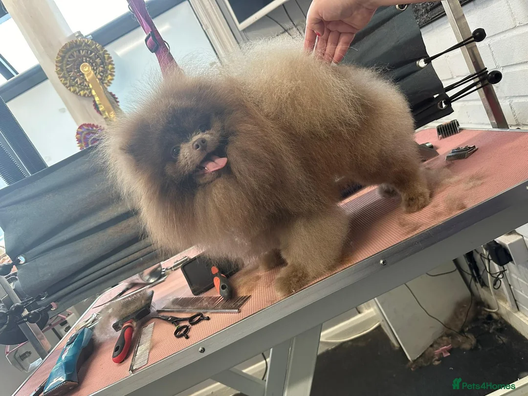 Pomeranian dogs for stud: 🏆 LOTS of champion lines, tiny teddy bear 🧸 in Leeds - Advert 4