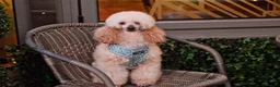 Cockapoo dogs for sale: Beautiful Cockapoo puppies x8 5 boys & 3 girls - Advert 11