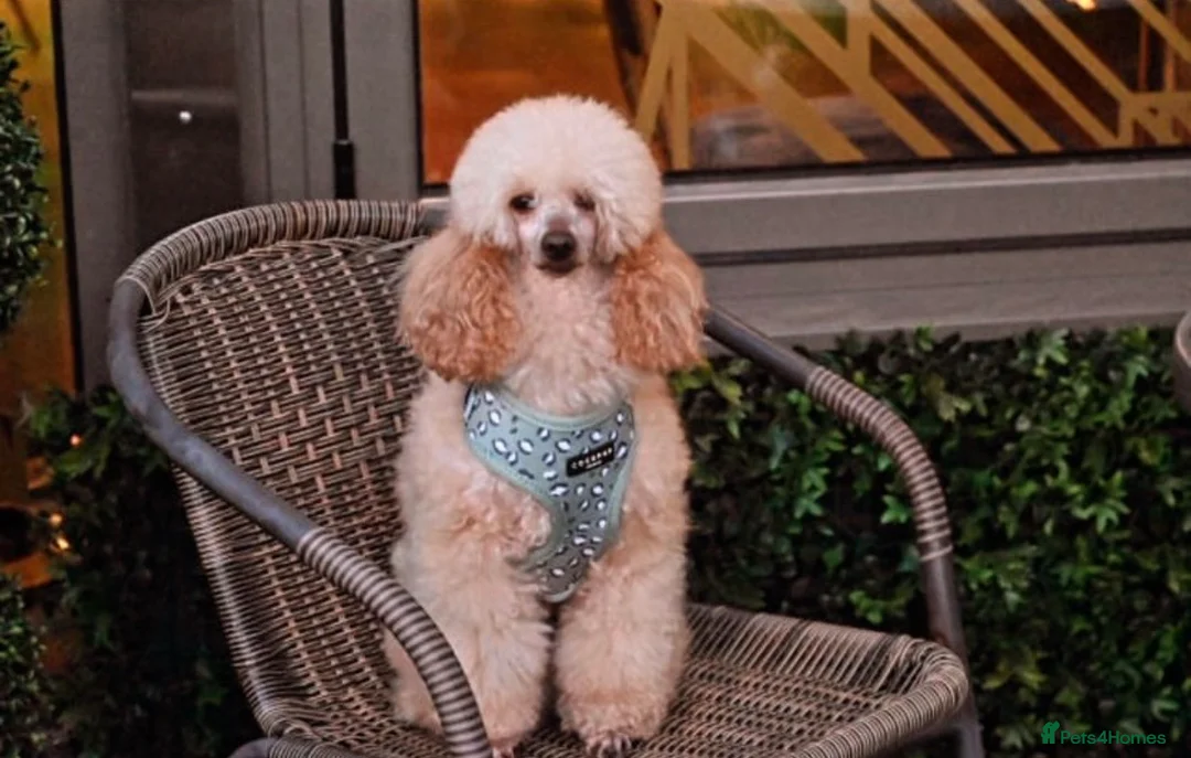 Cockapoo dogs for sale: Beautiful Cockapoo puppies x8 5 boys & 3 girls - Advert 11
