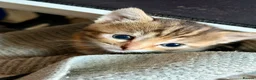 Mixed Breed cats for sale: Lovely Litter Of Mixed Kittens in Hull - Advert 10