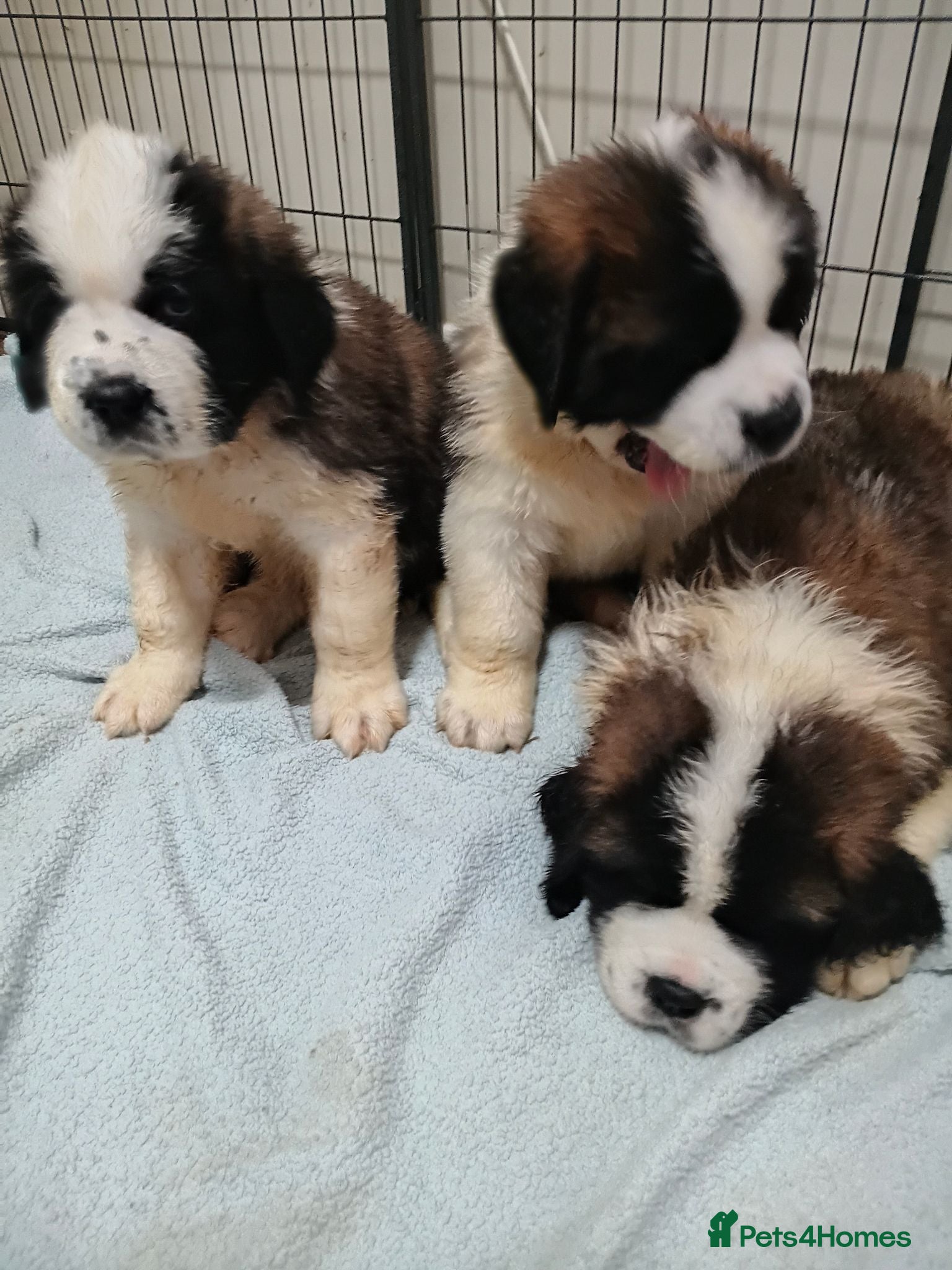 Saint Bernard dogs St Bernard kc registered puppies - Advert 2