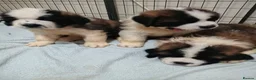 Saint Bernard dogs for sale: As of the 13th of August  just 2 girls available - Advert 19