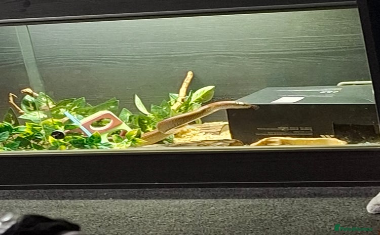 Corn Snake reptiles - Advert 1