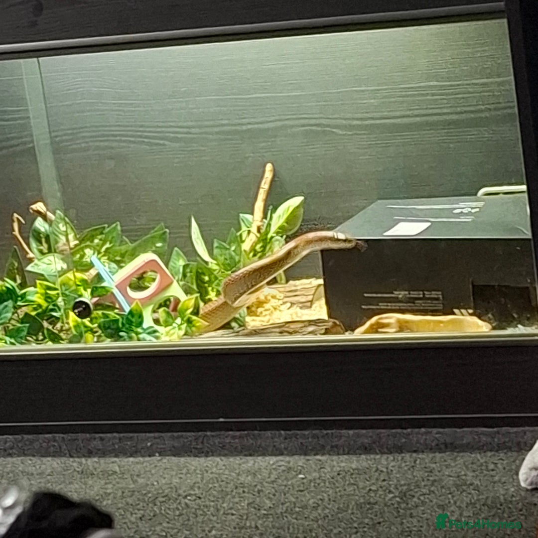 Corn Snake reptiles for sale: Corn snake and vivarium  - Image 1