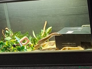 Corn Snake reptiles - Advert 26