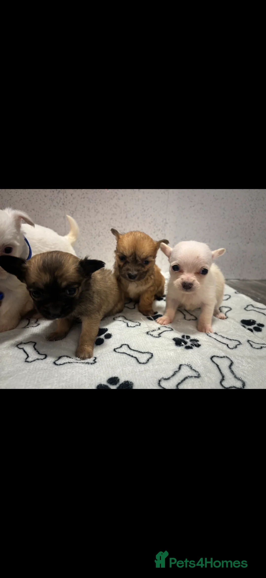Pomchi dogs for sale: Pomchi puppies  in Llanelli - Advert 2